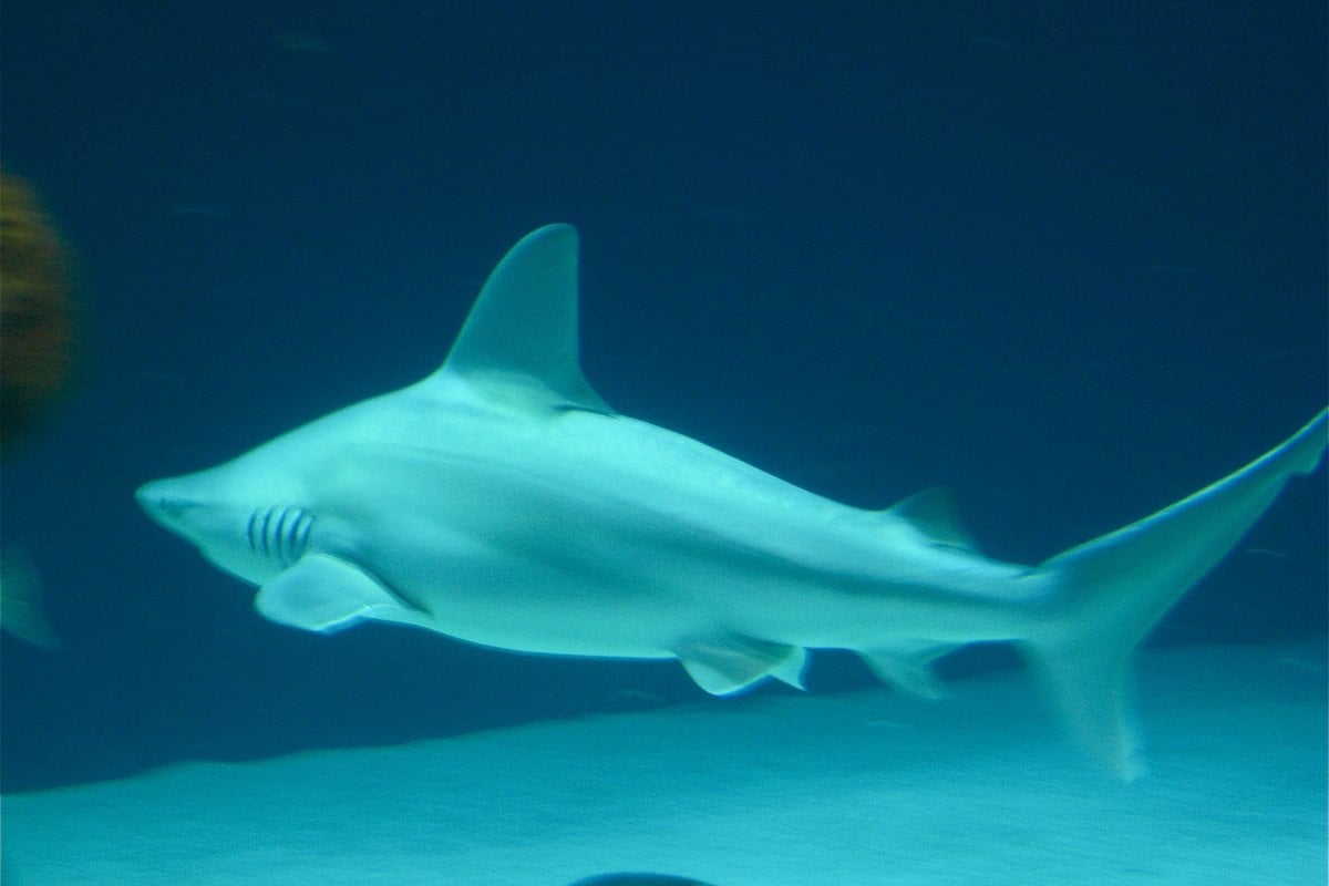 ABQ BioPark Aquarium - Gallery Image 1
